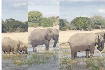 அன்பை வென்ற தாய் யானை - குட்டியை காப்பாற்ற தாய் செய்த நெகிழ்ச்சி செயல்!