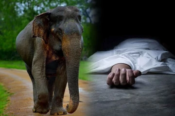 யானை தாக்கி சிவில் பாதுகாப்பு அதிகாரி பலி