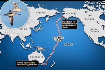 13,560 கிமீ இடைவிடாது பறந்து உலக சாதனை படைத்த பறவை!