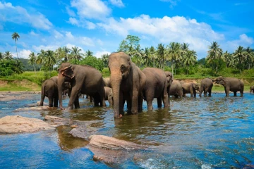 உலக யானைகள் தினம்!