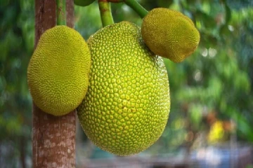 கர்ப்பிணி மனைவிக்கு பலாக்காய் பறித்த கணவனை குத்திக் கொன்ற மாமா