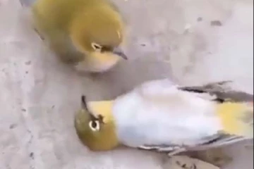 உயிரிழந்த துணை பறவை: பாசத்தில் துடிதுடித்த ஆண் பறவை! சில நொடிகளில் உயிரை மாய்த்துக் கொண்ட சோக காட்சி