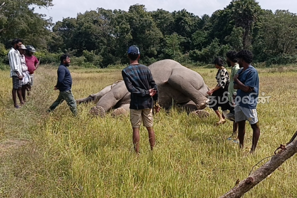 கிளிநொச்சியில் உயிரிழந்த நிலையில் யானை மீட்பு | Elephant Rescued From A Dead State