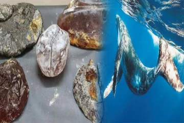 புத்தளத்தில் திமிங்கல வாந்தியுடன் இருவர் கைது