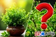 வீட்டில் துளசி செடி தானாக முளைத்தால் என்ன காரணம் தெரியுமா...!