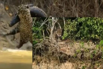 அடேங்கப்பா... சிறுத்தை என்ன ஒரு தைரியம்! இணையத்தில் வைரலாகும் வீடியோ