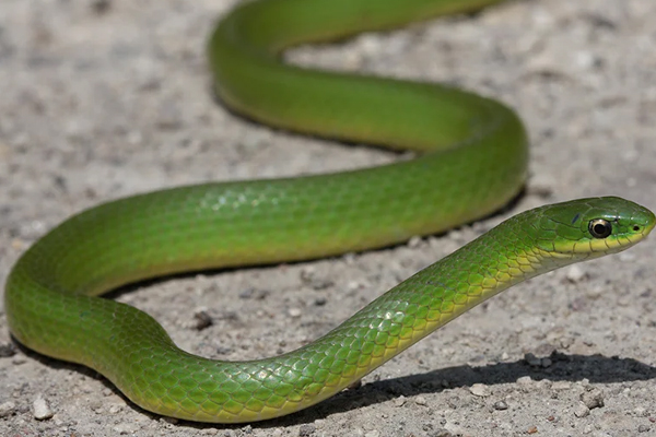 Viral Video: பாம்பு கொட்டாவி விடுவதைப் பார்த்ததுண்டா? அரிய காணொளி இதோ | Green Snake Yawn Funny Video