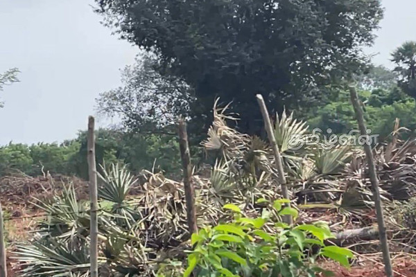 வலி. வடக்கில் இராணுவத்தால் அழிக்கப்படும் பனை மரங்கள் | Palm Trees Destroyed By The Military In The North