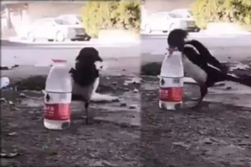 தண்ணீர் அருந்துவதற்கு குருவி செய்த காரியம்! வைரல் காட்சி