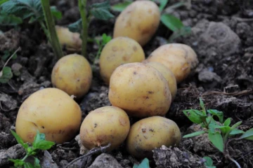 சுவிட்சர்லாந்தில் உருளைக்கிழங்கு அமோக விளைச்சல்: ஆனால் ஒரு பிரச்சினை