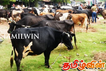 புதுக்குடியிருப்பில் இறைச்சிக்காக மாடுகளை திருடிய குற்றச்சாட்டில் மூன்று நபர்கள் கைது