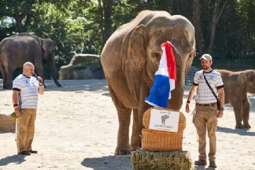 யூரோ கால்பந்து: ஜேர்மனியை வீழ்த்தி பிரான்ஸ் வெற்றி! கணித்து கூறிய யானை