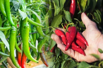 இயக்கச்சியில் களைகட்டும் மிளகாய் சாகுபடி