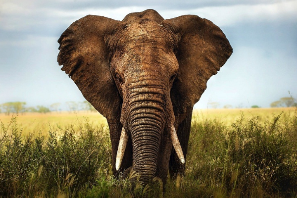உலகிலே முதலிடத்திலுள்ள இலங்கை: எதில் தெரியுமா..! | Sri Lanka Tops Elephant Death Rate