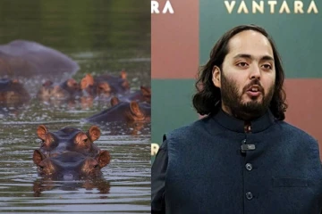 80 நீர்யானைகளை கொல்ல முடிவெடுத்த அரசு - ஆனந்த் அம்பானி விடுத்த வேண்டுகோள்