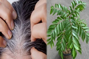 நரைமுடியை கருப்பாக மாற்ற இந்த ஒரு இலை போதும்: இப்படி Use பண்ணுங்க