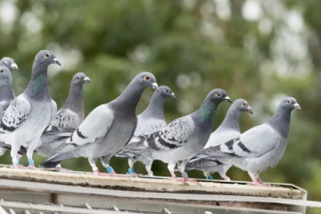 இந்தியாவில் இருந்து கொண்டு வரப்பட்ட சட்டவிரோத புறாக்களுடன் இருவர் கைது