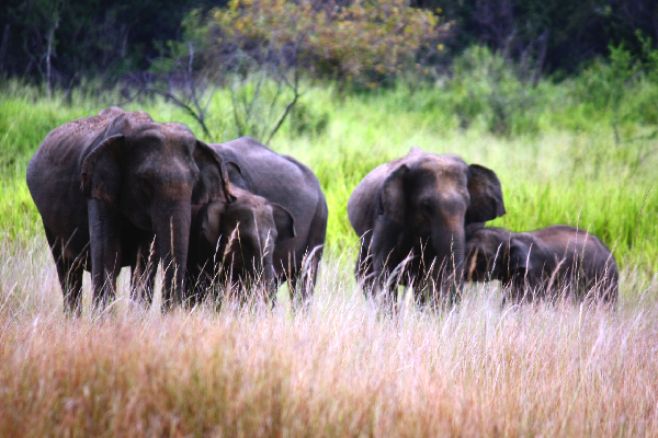 முல்லைத்தீவில் இறந்த நிலையில் யானைக்குட்டி மீட்பு | Elephant Calf Rescued Dead In Mullaitivu