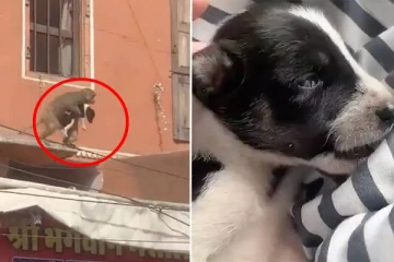 அழகிய நாய்க்குட்டியை சிறைப்பிடித்த குரங்கு: சமீபத்திய சம்பவங்களால் அச்சமடையும் மக்கள்