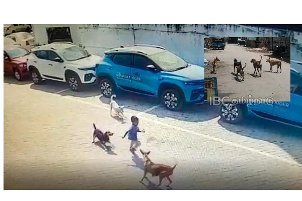 hyderabad-dogs-from-streets-attack