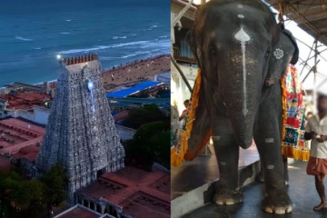 பெண் யானைக்கு மதம் பிடிக்காது; ஆனால் தாக்கியது ஏன்? வெளியான அதிர்ச்சி தகவல்