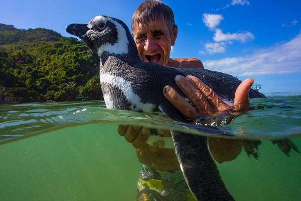உயிரை காப்பாற்றிய நபருக்காக 5000 மைல் தனியாக வந்த பென்குயின்! வியப்பூட்டும் உண்மை சம்பவம் | Penguin Swims 5000 Miles Every Year To See Old Man