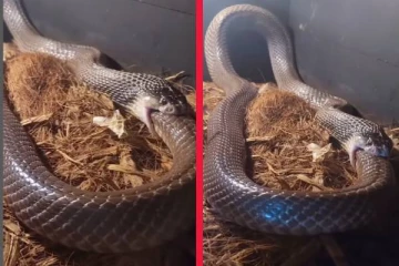 viral video: தன்னை தானே விழுங்கும் பாம்பு... பதறவைக்கும் அரிய சம்பவம்!