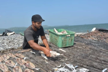 ஆண்டாங்குளம் கருவாடு