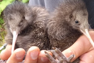 100 ஆண்டுகளுக்குப் பிறகு பிறந்த தேசியப் பறவை!
