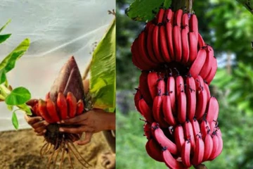 இந்த பிரச்சனை உள்ளவர்களெல்லாம் செவ்வாழை சாப்பிடலாமா? ஆச்சர்ய தகவல்!