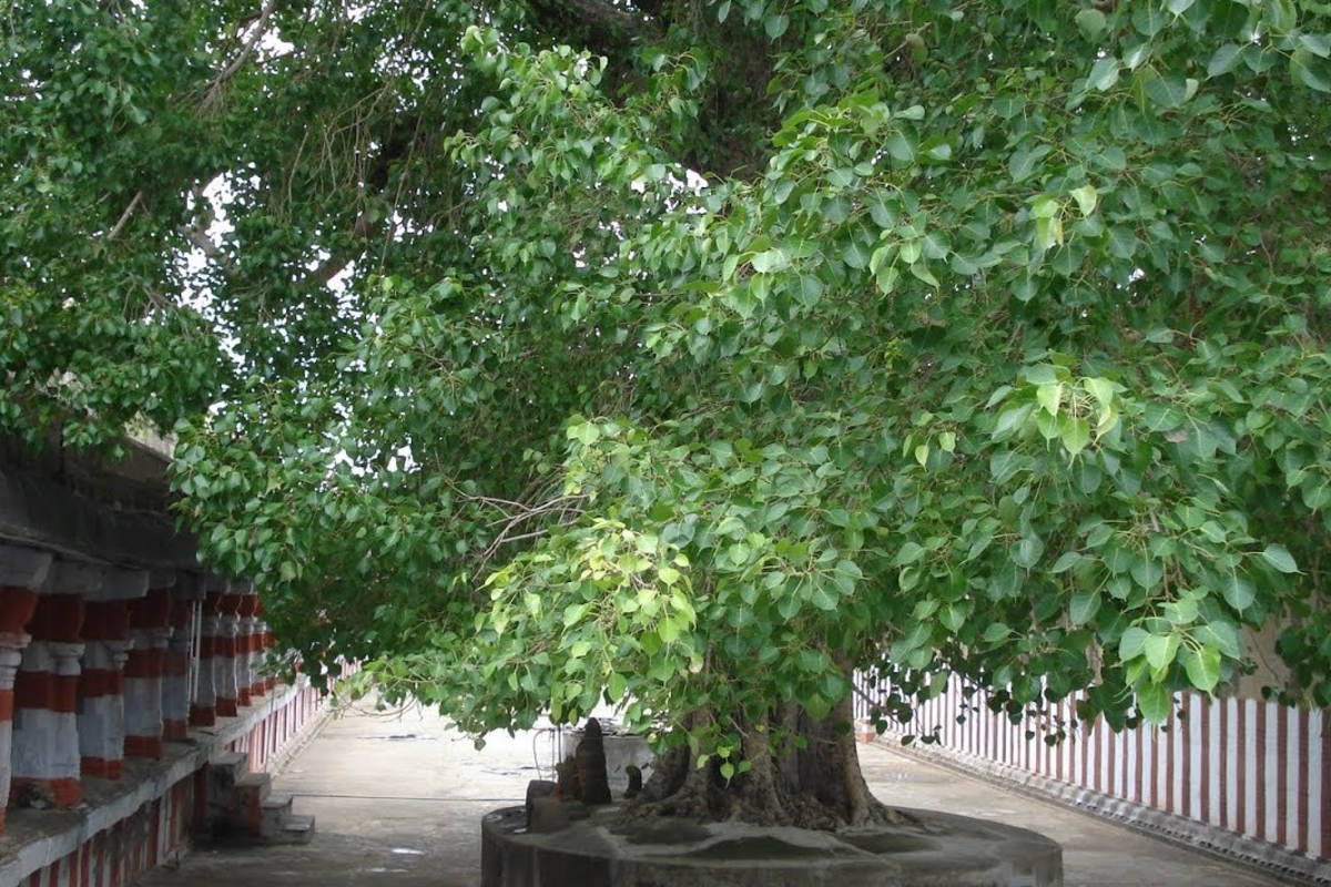 தவறியும் இந்த செடிகளை வீடுகளில் வளர்க்காதீர்கள்..பண பிரச்சனை வருமாம் | We Shouldnt Keep These Plants According Vastu