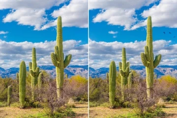 பாலைவனத்தில் கள்ளி மரம்: இந்த படத்தில் இருக்கும் ஐந்து வித்தியாசங்கள் என்ன?