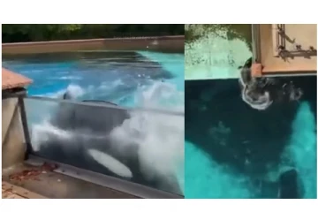 அரிய வகை திமிங்கலம் தற்கொலை செய்த அதிர்ச்சி காட்சி