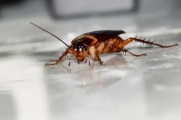 பறந்து கொண்டிருந்த விமானத்தில் கரப்பான் பூச்சிகளால் களேபரம்!