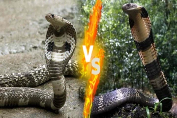 ராஜ நாகம் VS சாதாரண நாகம் இரண்டு நாகங்களில் சண்டையில் எது வெற்றி பெறும்?