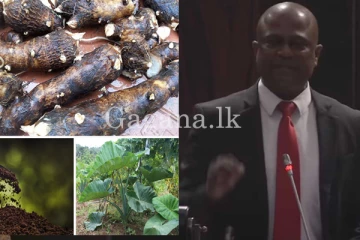 කිරි අල, මඤ්ඤොක්කා ගෙන්වීමට ඩොලර් මිලියන ගණනක් වියදම් කරලා. - සම්පූර්ණ විස්තරය මෙන්න.