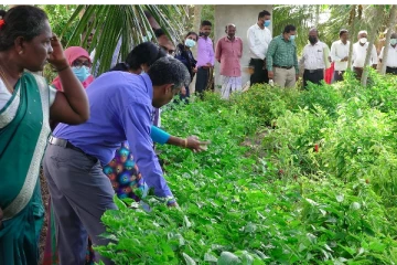 மன்னாரில் 'ஹரித தெயக்' தேசிய வீட்டுத்தோட்டப் பயிர்ச்செய்கை திட்டம் ஆரம்பித்து வைப்பு