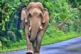 மீன்பிடிக்க சென்றவர் காட்டு யானைக்கு பலி
