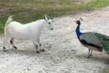 நீயா? நானா? வா மோதி பாக்கலாம்! சீறி பாய்ந்து சண்டையிடும் மயில்- ஆடு