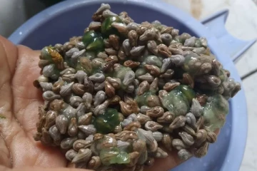 ஆண்மை பிரச்சினை இருப்பவர்கள் இந்த விதை சாப்பிட்டால் என்ன நடக்கும் தெரியுமா?