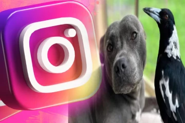 இன்ஸ்டாவில் பலரின் மனதை கவர்ந்த நண்பர்களை பிரித்த அதிகாரிகள்!