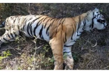 2021-ம் ஆண்டில் மட்டும் நாடு முழுவதும் 126 புலிகள் உயிரிழப்பு - தேசிய புலிகள் பாதுகாப்பு ஆணையம் அதிர்ச்சி தகவல்