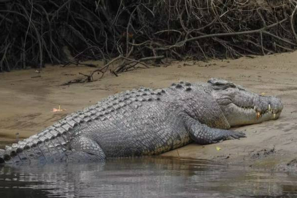 முதலையால் இழுத்துச் செல்லப்பட்ட 7 வயது சிறுவன்! வெளியான தகவல் | 7 Year Old Boy Missing Dragged Away By A Crocodile