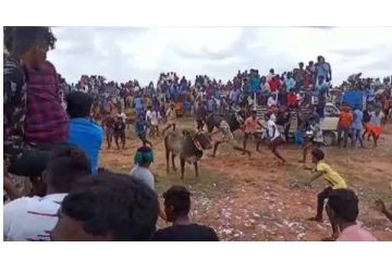 புதுக்கோட்டையில் மஞ்சுவிரட்டு போட்டியில் மாடுபிடி வீரர் மரணம் - கிராம மக்கள் சோகம்...!