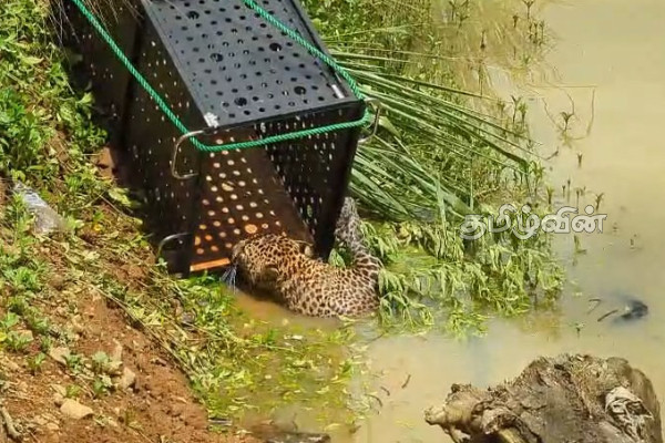 நீரில் விழுந்து உயிருக்கு போராடிய சிறுத்தை உயிருடன் மீட்பு | Leopard Rescued From River Nuwara Eliya