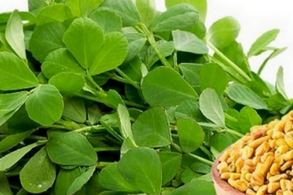 சர்க்கரைநோயை ஓட விரட்டும் வெந்தயக் கீரை ! | Fenugreek Absorbs Sugar