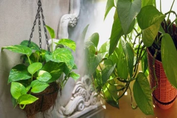 மணி பிளாண்ட் செடியை தவறியும் இந்த திசையில் வைக்காதீங்க... பணப்பிரச்சினை ஏற்படும்