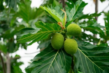 අවාරෙට දෙල් කන හැටි.