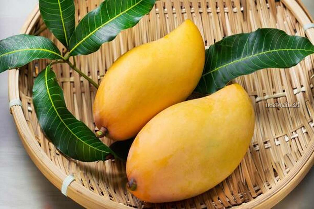 இந்த பிரச்சனை உள்ளவர்கள் மாம்பழம் சாப்பிடக்கூடாதாம். | These People Should Be Alert When Eating Mango