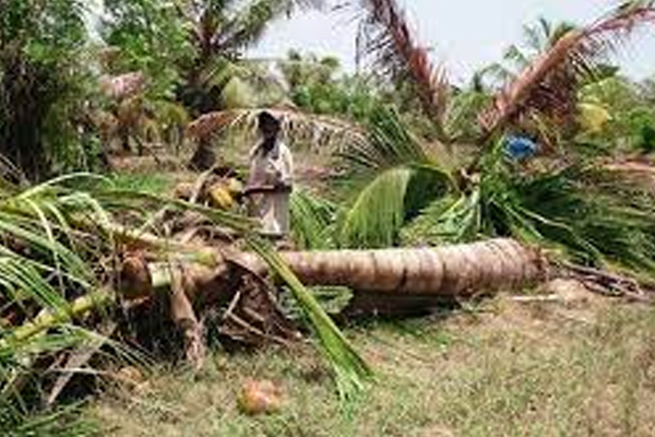தென்னை மரங்களை சேதப்படுத்திய யானைகள் | Elephants Damaged Coconut Trees